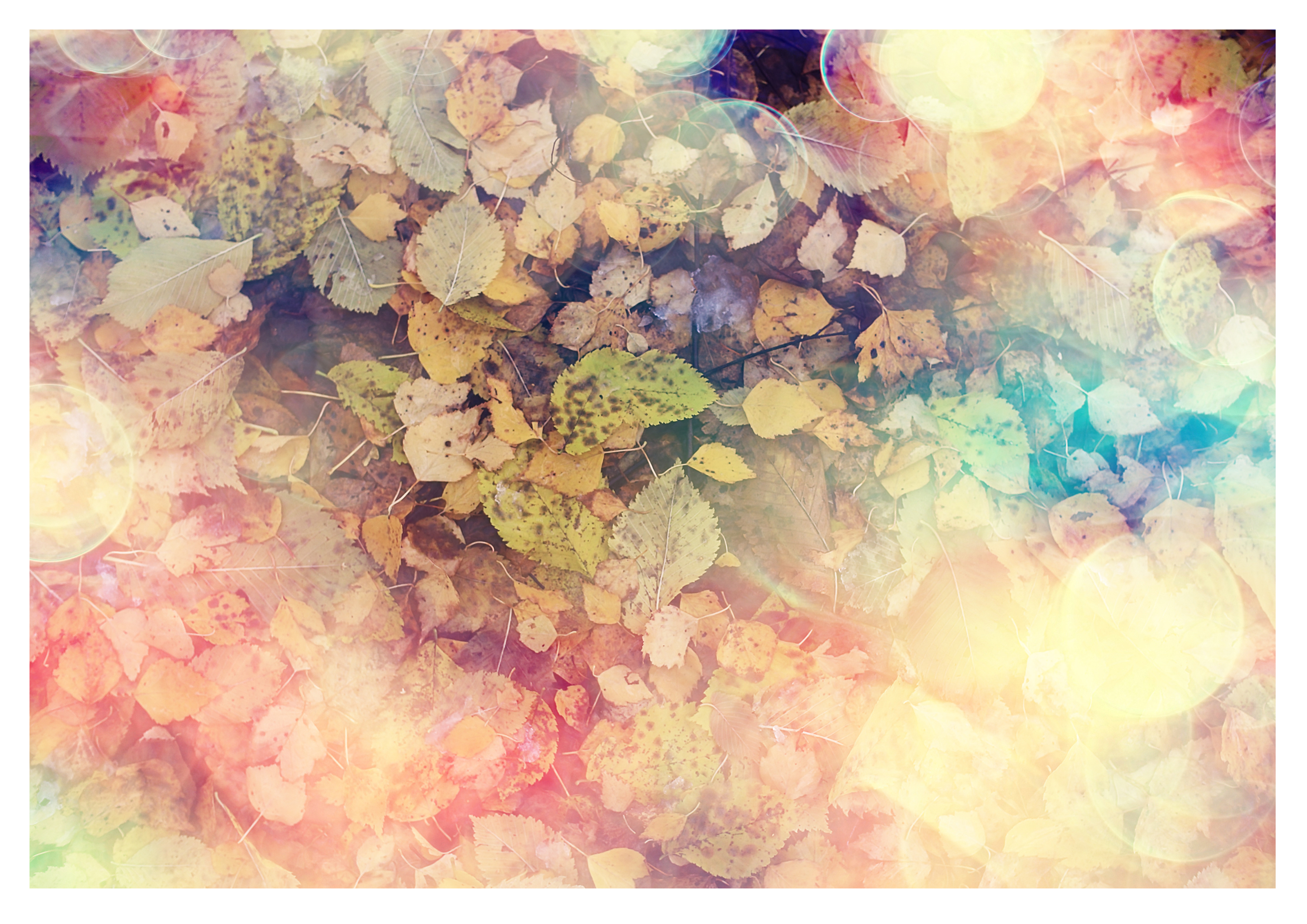 Wandbild Querformat Titel: Herbstlaub bunt abstrakt Textur Bild Wanddeko Alu Dibond Leinwand Acrylglas Holzbalken Butlerfinish Poster