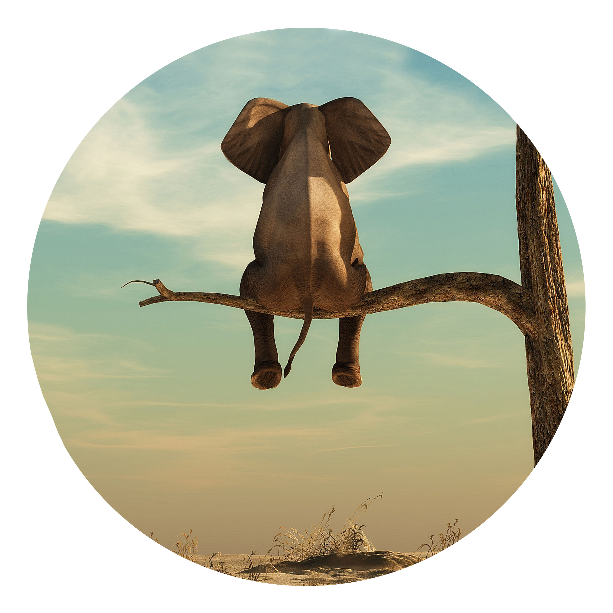 Wandbild Rund Titel: Elefant Baum Wüste Lustig- Bild Wanddeko Alu Dibond oder Butlerfinish