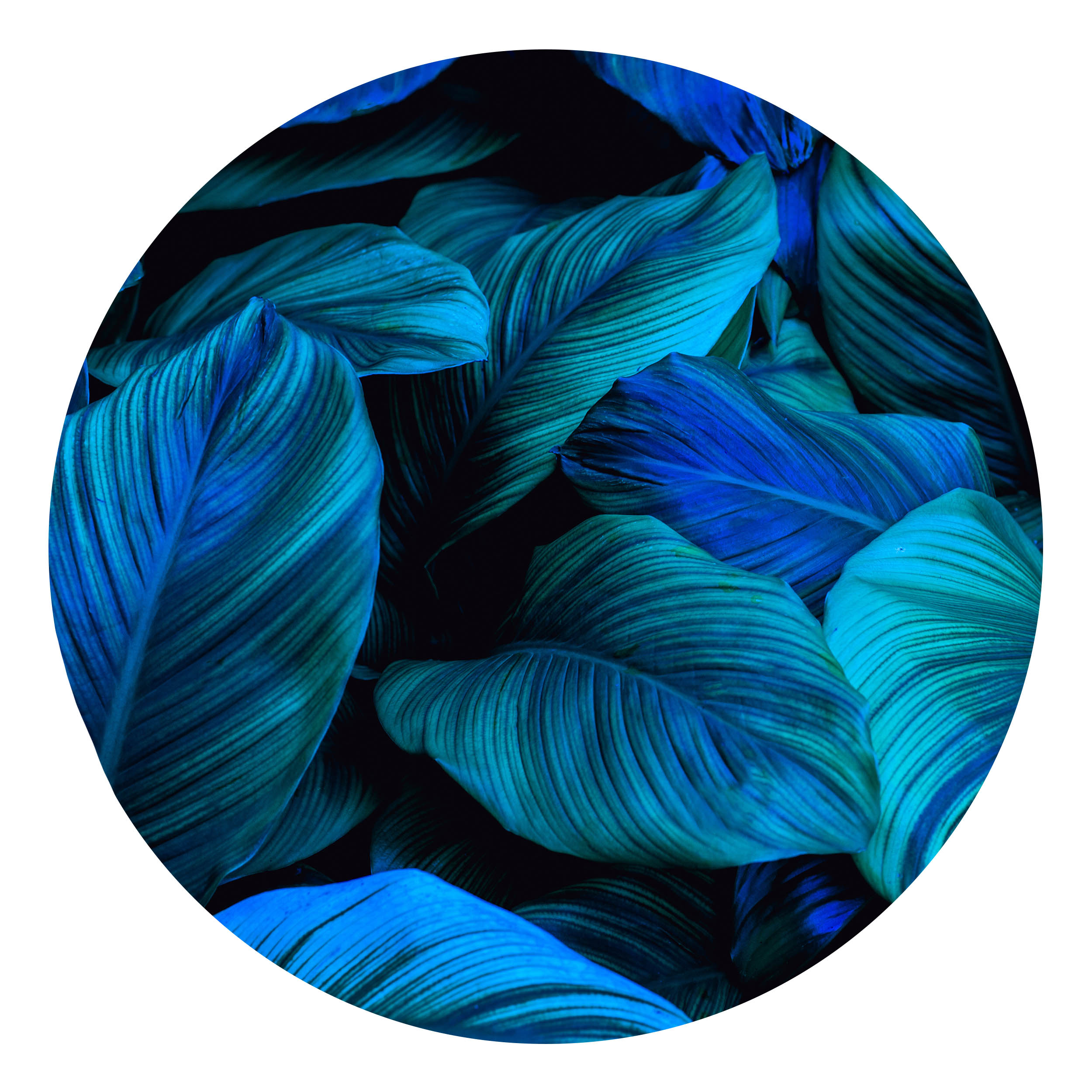 Wandbild Rund Titel: Grüne blaue Pflanzen Textur - Bild Wanddeko Alu Dibond oder Butlerfinish