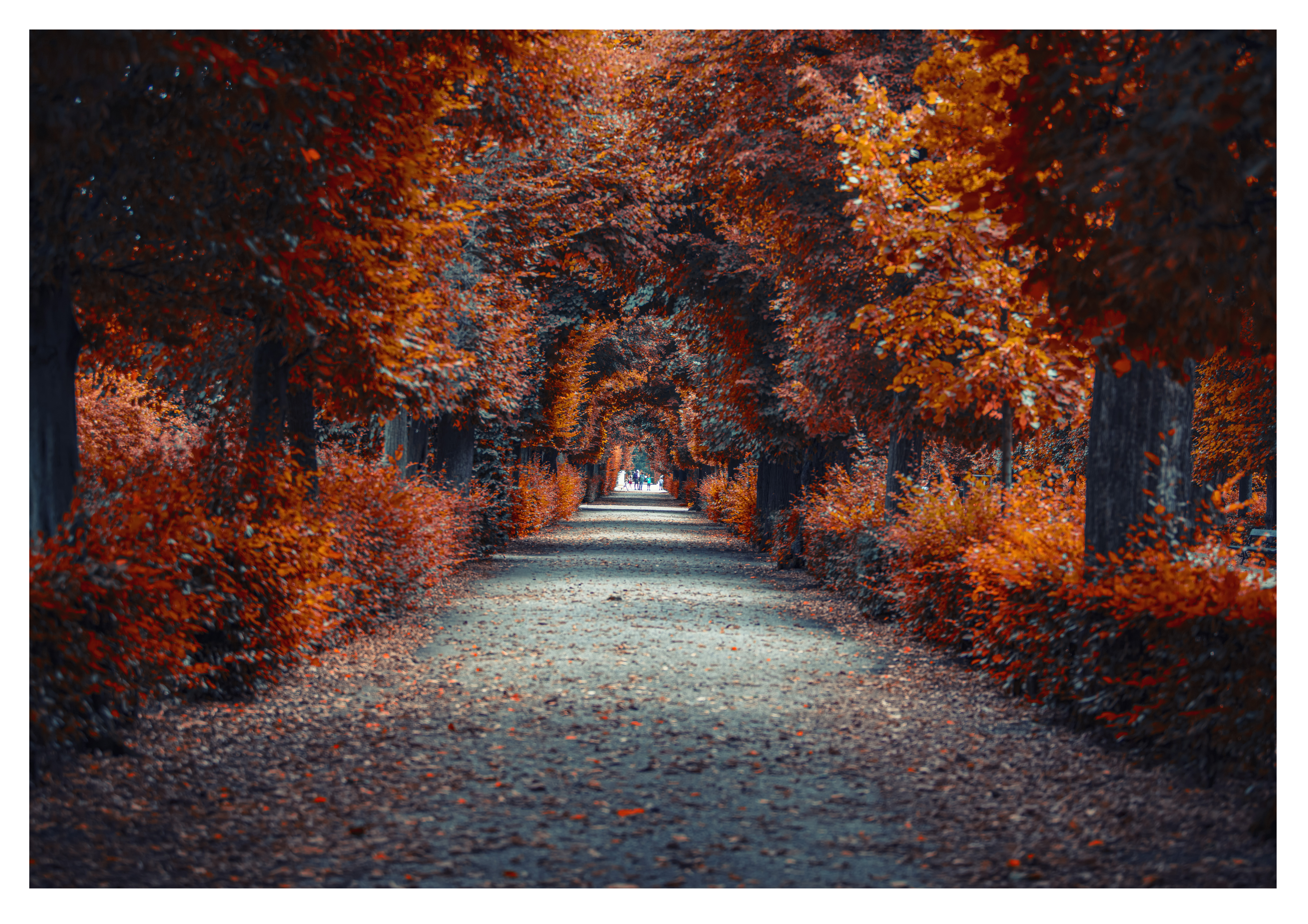 Wandbild Querformat Titel: Landschaft goldener Herbst Allee - Bild Wanddeko Alu Dibond Leinwand Acrylglas Holzbalken Butlerfinish Poster 
